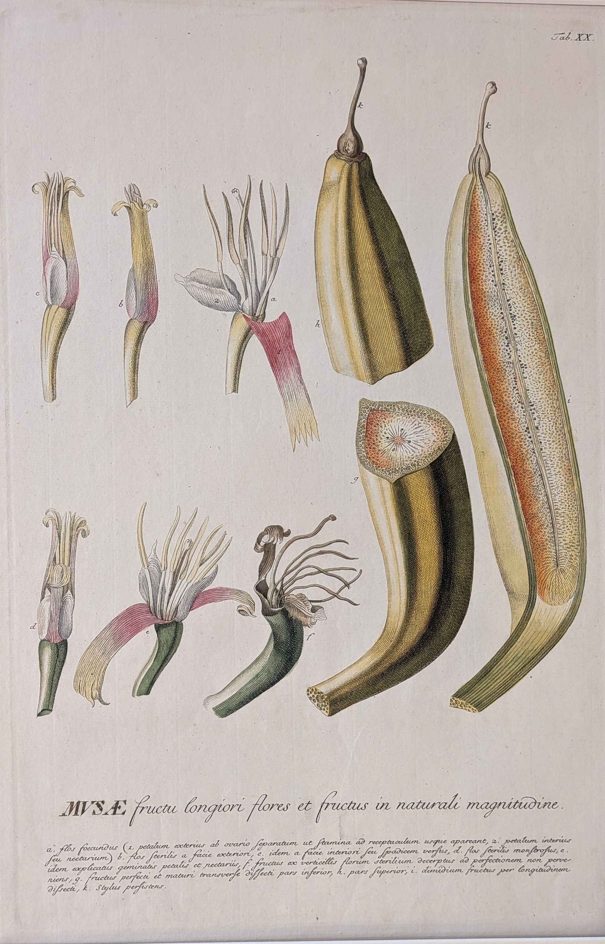 Ehret, Georg. 'Musae fructu longiori flores et fructus in naturali magnitudine (Banana with longe...
