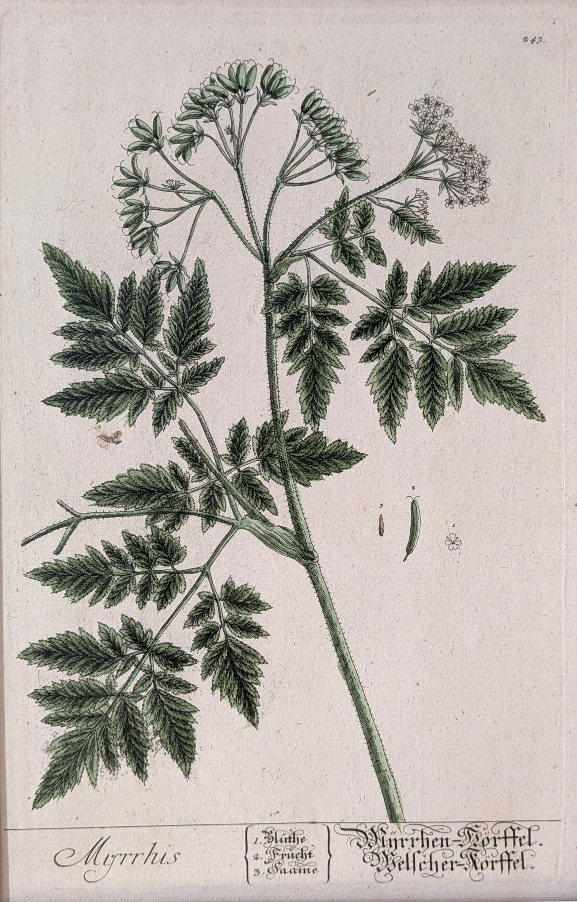Blackwell, Elizabeth. Sweet Cicely; Myrrhis. Botanical print drawn and engraved by Elizabeth Blac...