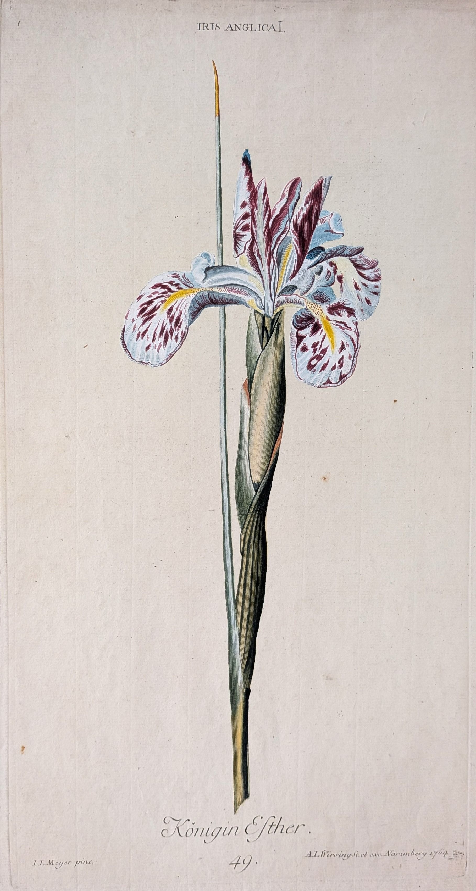 Konigin Esther - Iris Anglica. Rare botanical engraving from a drawing by Georg Ehret and engrave...
