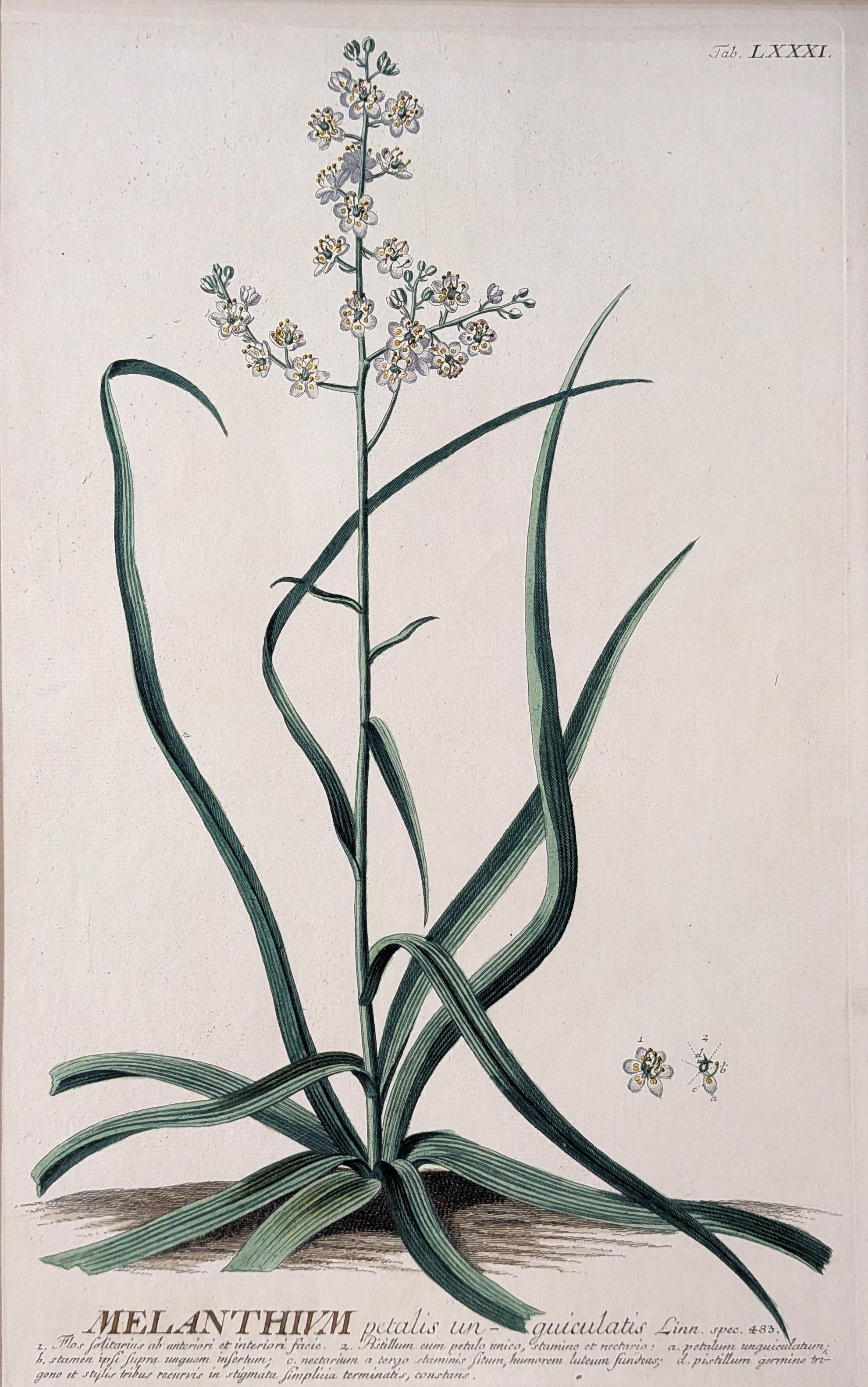 Ehret, Georg. 'Melanthium Petalis Unguiculatis. (